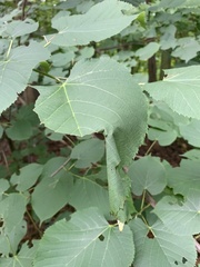 Pantographa limata