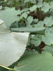 Pantographa limata