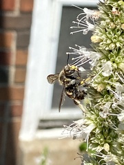 Megachile mendica