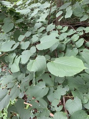 Pantographa limata