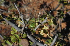 Searsia populifolia