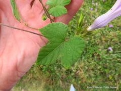 Ipomoea ficifolia