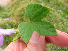 Ipomoea ficifolia