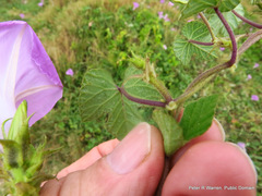 Ipomoea ficifolia