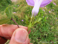 Ipomoea ficifolia