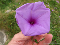 Ipomoea ficifolia