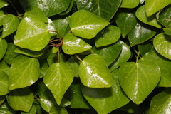 Hedera colchica