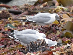 Chroicocephalus cirrocephalus poiocephalus