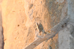 Mesocrambus candiellus