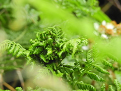 Chirosia grossicauda