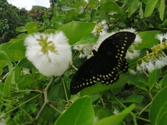 Papilio menatius