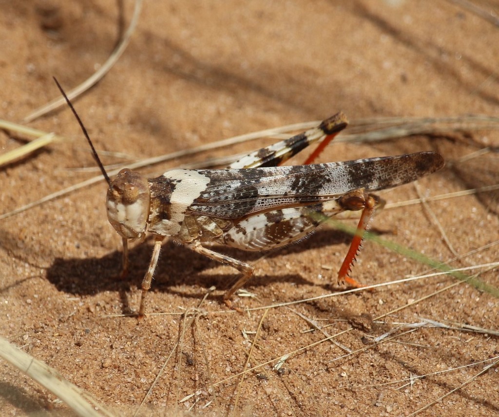 Say's Grasshopper