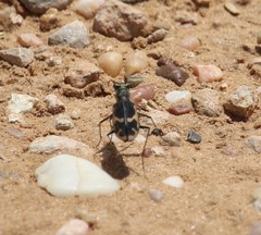 Cicindela schauppii