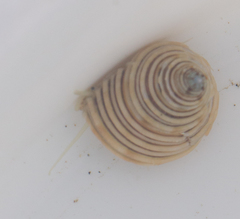 Calliostoma canaliculatum