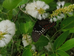 Papilio menatius
