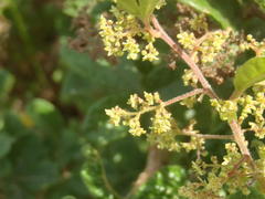 Searsia pyroides pyroides