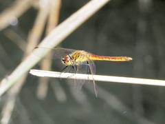 Sympetrum depressiusculum