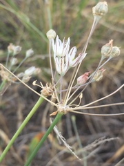 Allium inaequale