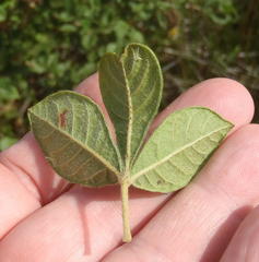 Searsia pyroides pyroides