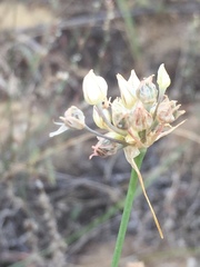Allium inaequale