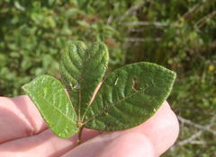 Searsia pyroides pyroides