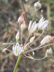Allium inaequale