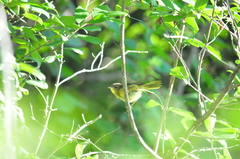 Geothlypis philadelphia