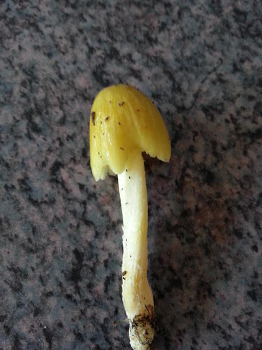Bolbitius titubans var. titubans image