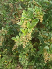 Searsia pyroides pyroides