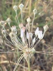 Allium inaequale