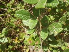 Searsia pyroides pyroides