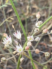 Allium inaequale