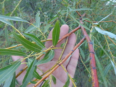 Salix acutifolia