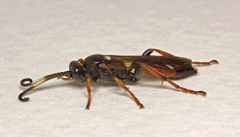 Ichneumon extensorius
