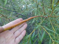 Salix acutifolia