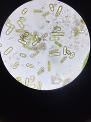 Cylindrocystis
