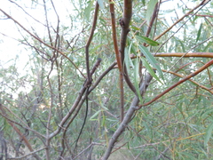 Salix acutifolia