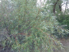 Salix acutifolia