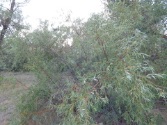 Salix acutifolia