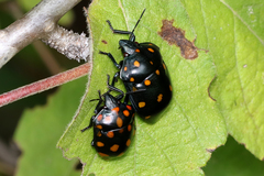 Pachycoris klugii