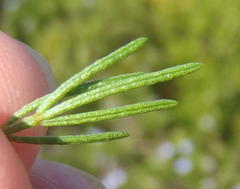 Psoralea vanberkelae