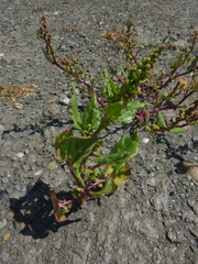 Oxybasis chenopodioides