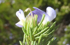 Psoralea vanberkelae