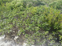 Psoralea vanberkelae