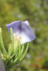 Psoralea vanberkelae