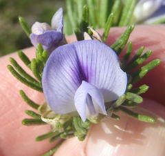 Psoralea vanberkelae