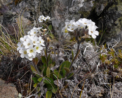 Myosotis australis