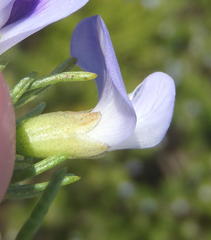 Psoralea vanberkelae