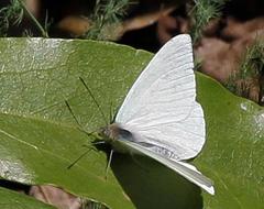 Dixeia pigea