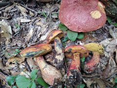 Exsudoporus floridanus